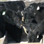 Let’s toast to a better new year angus cattle feeding