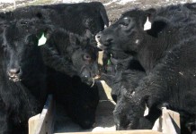 Let’s toast to a better new year angus cattle feeding