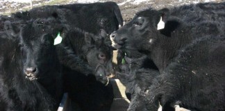 angus cattle feeding