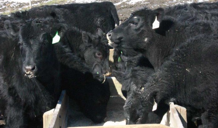 angus cattle feeding