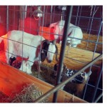 Get ready for birthing season: A guide for small ruminants birthing goats collage