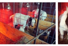 Get ready for birthing season: A guide for small ruminants birthing goats collage