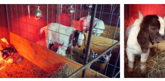 Get ready for birthing season: A guide for small ruminants birthing goats collage