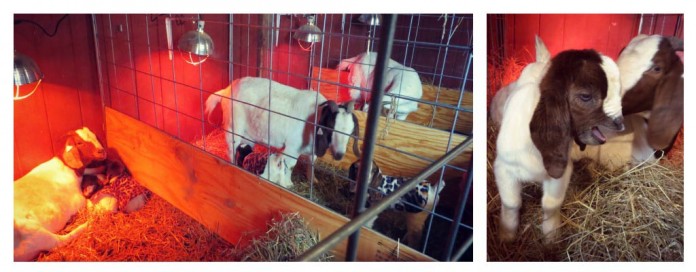birthing goats collage