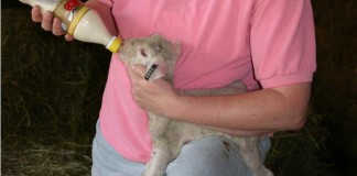 Skeeter the bottle-fed lamb has a bright future bottle feeding lamb