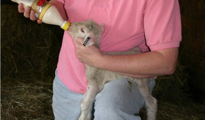 bottle feeding lamb