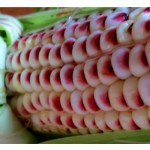 closeup of corn