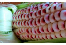 Going organic this spring? Tips and tools to help you grow closeup of corn