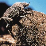 Grazing with dung beetles improves soil health dung beetle