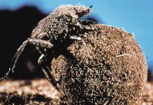 Grazing with dung beetles improves soil health dung beetle