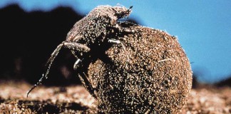 Grazing with dung beetles improves soil health dung beetle