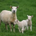 New life always brings excitement ewe and two lambs