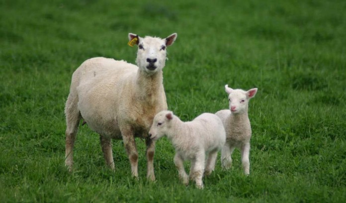 ewe and two lambs