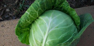 North Carolina 10-year-old earns $1,000 savings bond for growing giant cabbage head of cabbage