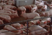 Veterinary Feed Directive: What producers need to know for the new year