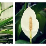 Houseplants add color and life to indoor spaces during winter houseplants collage