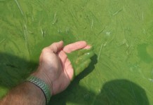 Ohio EPA explains its decision to list Lake Erie impaired harmful algal bloom