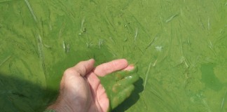 Ohio EPA explains its decision to list Lake Erie impaired harmful algal bloom
