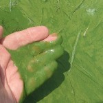 lake erie.algal bloom.closeup