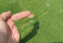 Severe algal blooms aren’t going away Harmful algal bloom