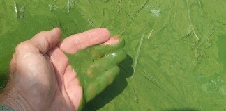 Severe algal blooms aren’t going away Harmful algal bloom