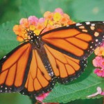 What’s the milkweed-monarch connection? monarch butterfly