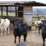 Rauclif Farms Cattle