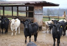 Pa. bus tour takes in dairy, hog and beef operations Rauclif Farms Cattle