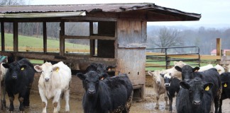 Rauclif Farms Cattle