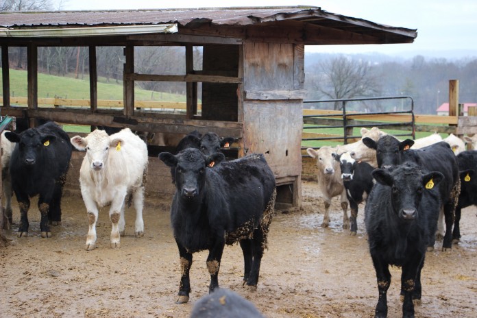Rauclif Farms Cattle Rauclif Farms Cattle