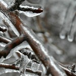 A winter of grain market discontent ice on branches