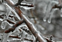 A winter of grain market discontent ice on branches
