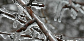 A winter of grain market discontent ice on branches