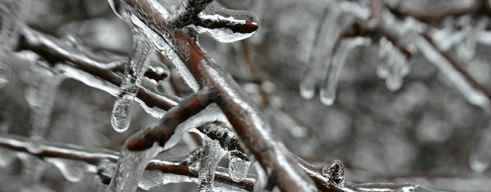 winter ice on branches ice on branches