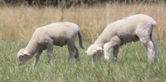 Grazing lambs