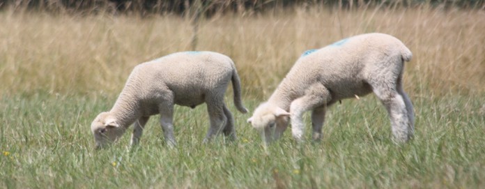 Grazing lambs