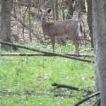 Ohio deer rifles are quickly catching up deer in woods