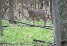 Ohio deer rifles are quickly catching up deer in woods
