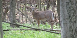 Ohio deer rifles are quickly catching up deer in woods