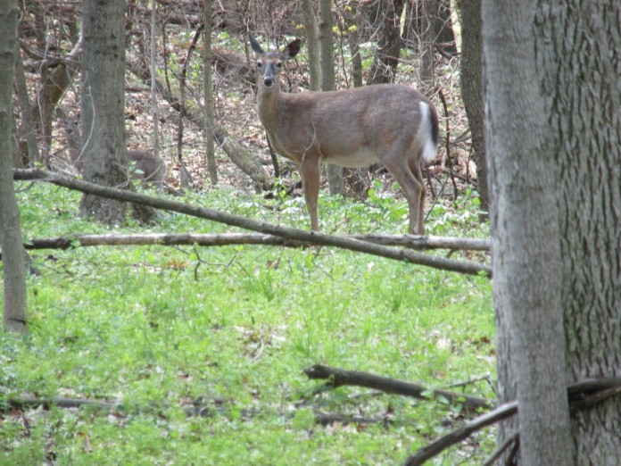 Deer deer in woods