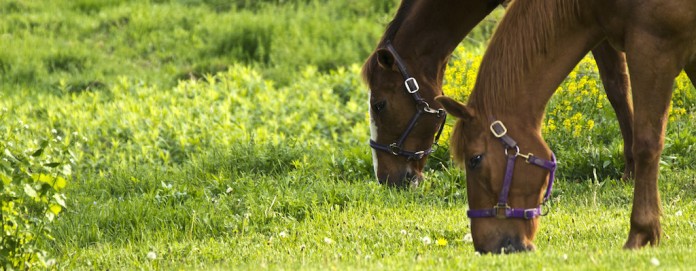 Horses grazing