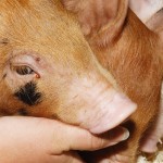 Escaping Russia, becoming American