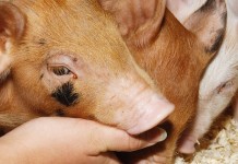 Escaping Russia, becoming American