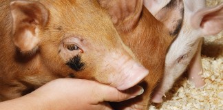 Escaping Russia, becoming American