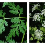 How to identify poisonous plants Poison hemlock header