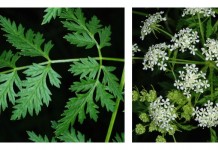 Late winter scouting can help battle a poisonous weed Poison hemlock header