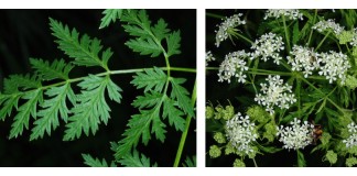 Poison hemlock header