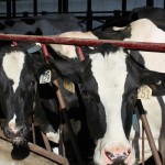 National DHIA seeks scholarship applicants Holsteins