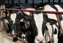 National DHIA seeks scholarship applicants Holsteins