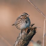 Banding is helping unlock avian mysteries bird on post
